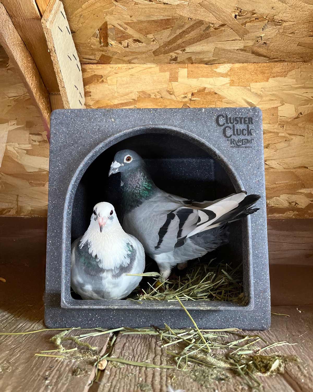 Cluster Cluck Nesting Box System by Ruff Land Kennels